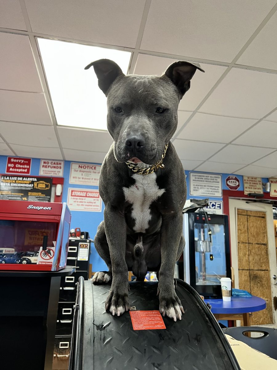 One of the shop dogs at Repair Champion Auto